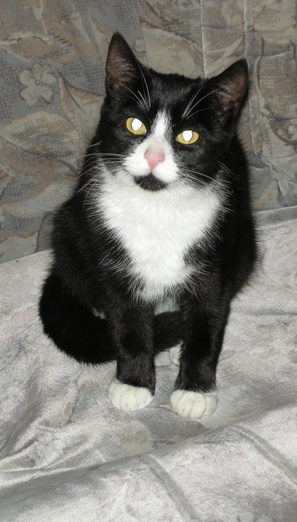 Tigerka