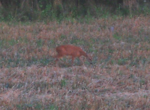 Capreolus capreolus