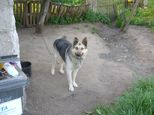Mj piesek;**;*;***