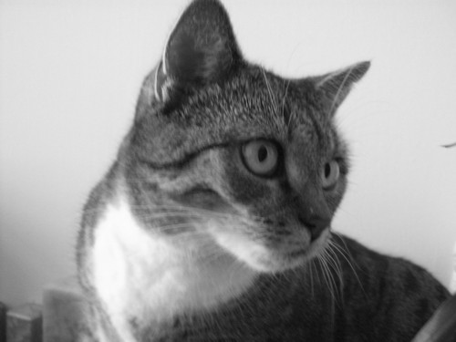 Kotek