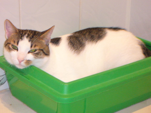 Plaowanie