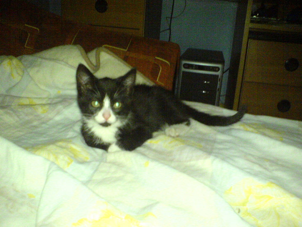 Tigerka