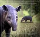 tapir ;D
