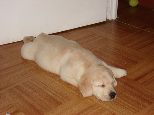 deep sleep / chory :(