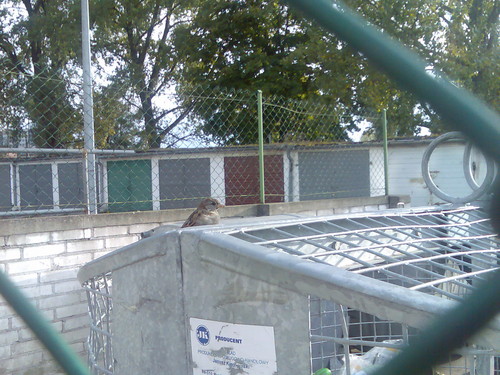 Birdy