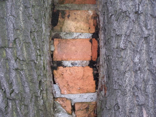 Brick in tree