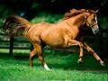 Konik