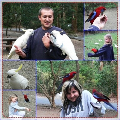 Kakadu inne papuzki;)...