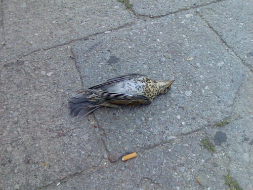 Birdy (Part 2)