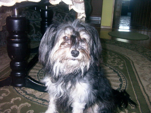 PIESEK PUSIA