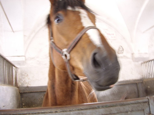 2007;* Kirkor;)
