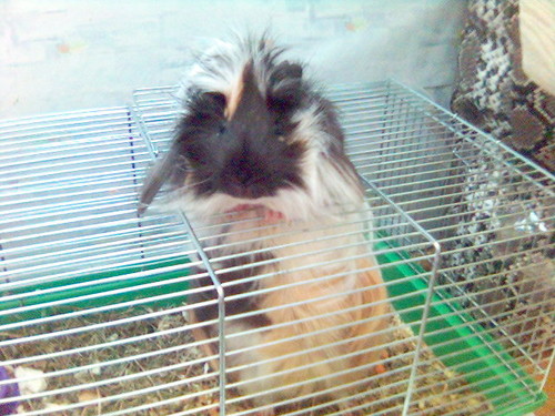 Klusek;P
