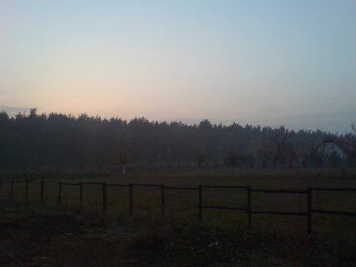 Pikny widok lasu