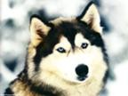 CHASKI