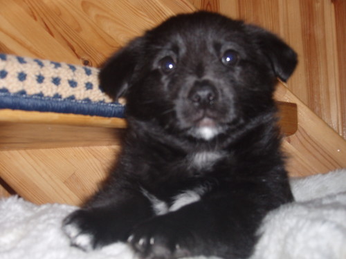 My Dog.. :)