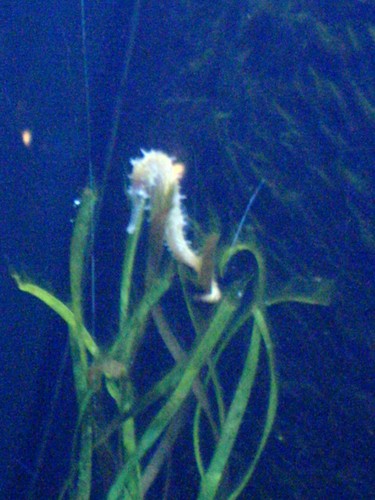 Koonikk