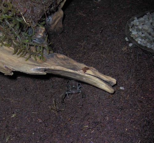 Pandinus Imperator...