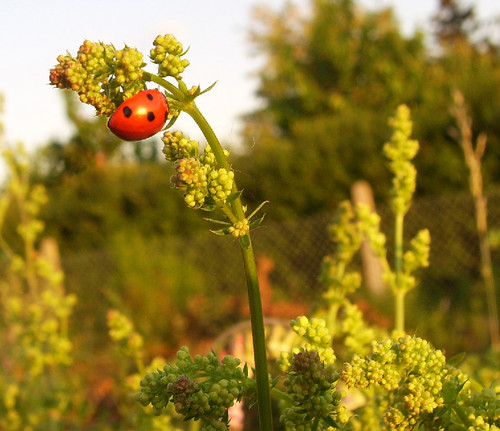 Ladybug