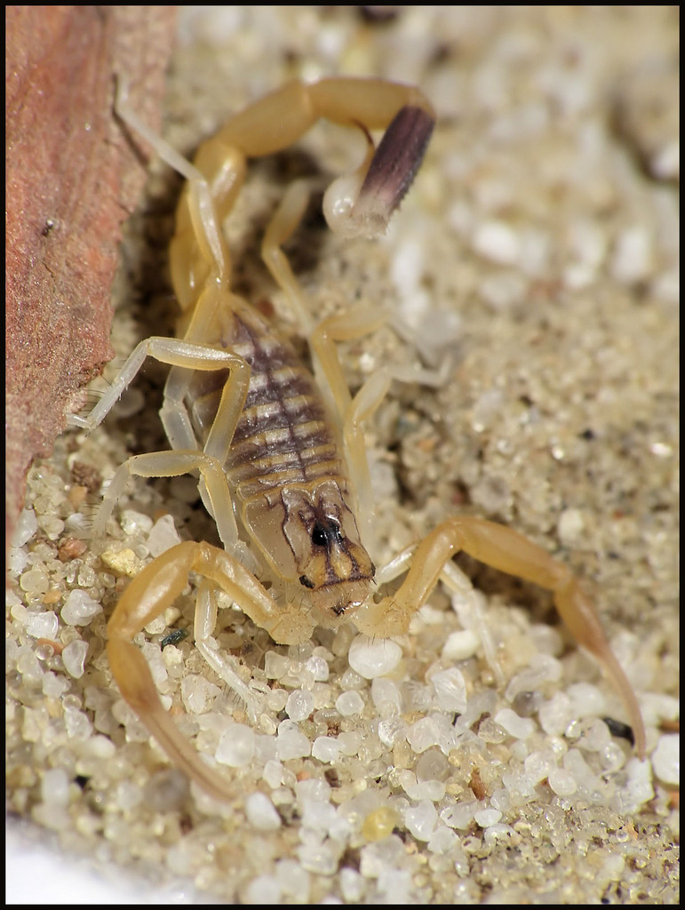 skorp