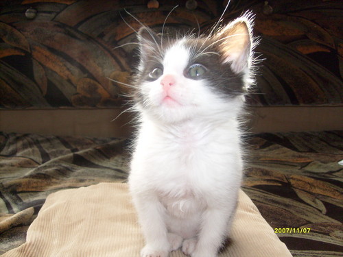 moj kiciu!!!!
