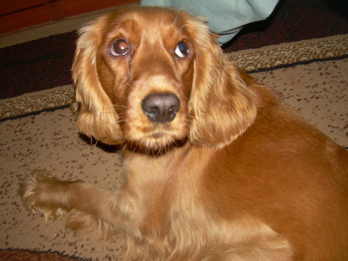 Sonia