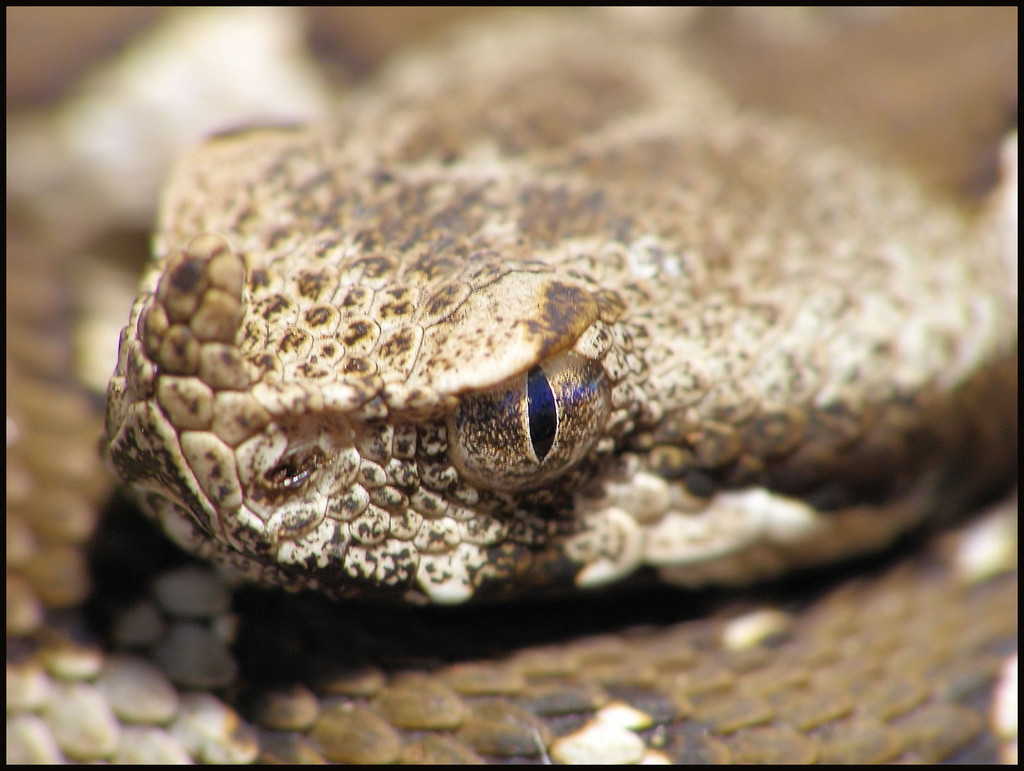 Vipera ammodytes