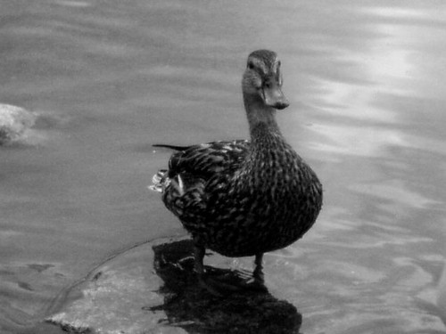 Sztrybskie pleso na Sowacji