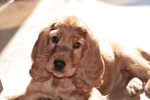 Nelka:*