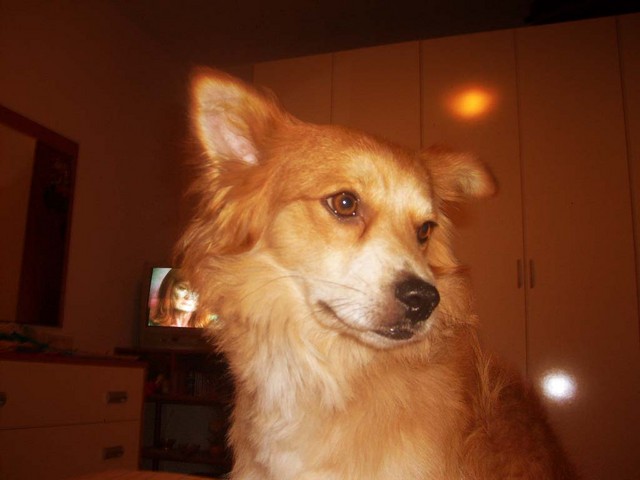 Gigi