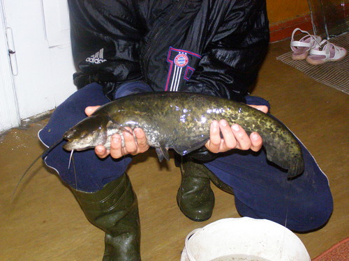 sum 1.64 kg