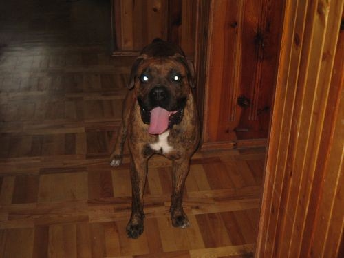 Rocky!!!