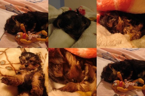 Fibi:)