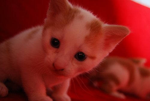 Kitek
