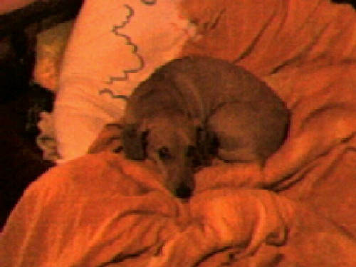 Sonia