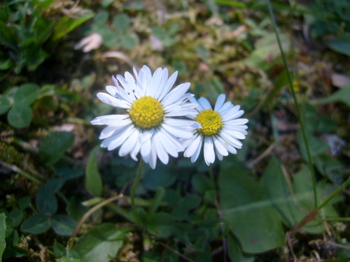 Stokrotki