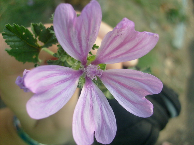 Kwiatek