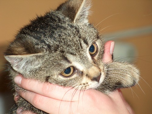 adopcja