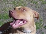 Pit Bull
