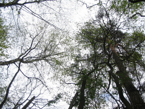 aaaa