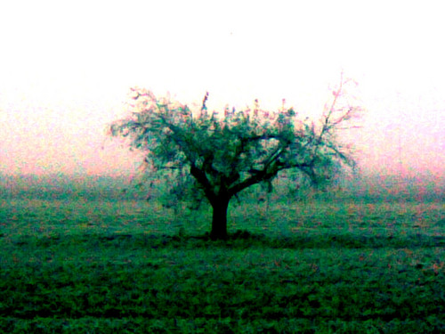 drzewko