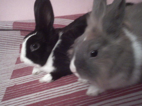 Kicu$$$ka & Maju$ia :*