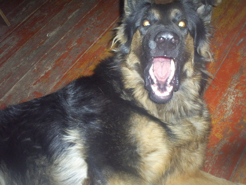 Rex i rodzina