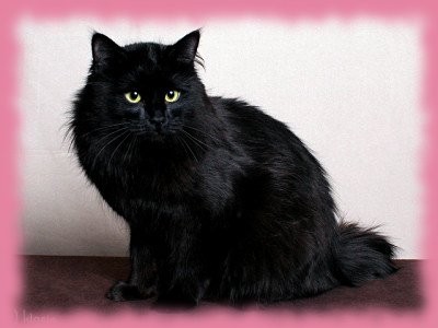 I love cat`s