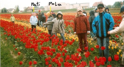 tulipany