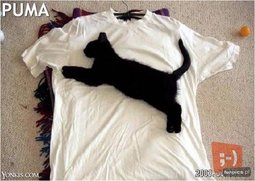 Taa... PUMA... he he