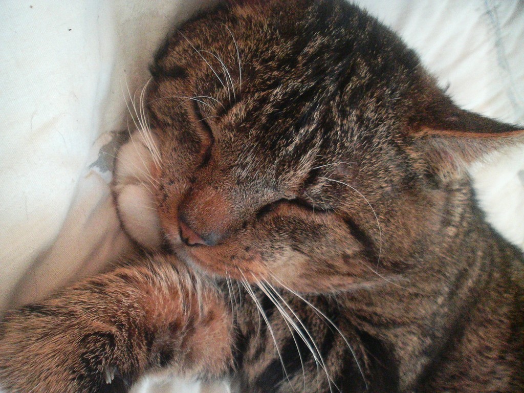 Brutus