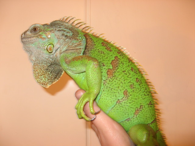 Mj Max :)