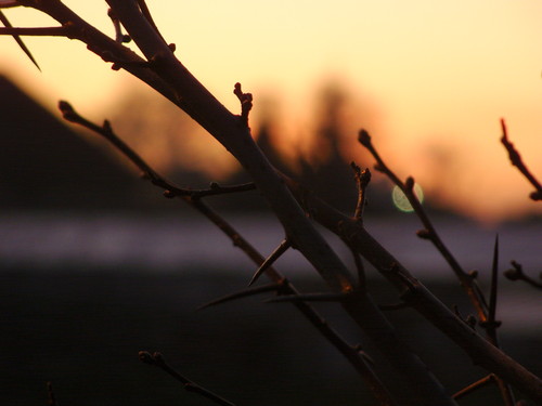 twig