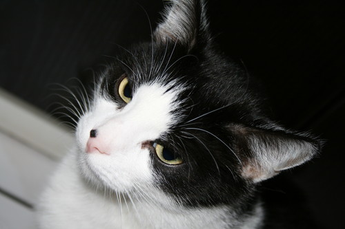 Mj ^^ 
