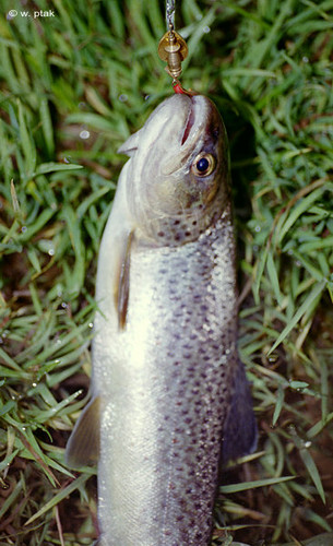 Zlowilem Pstrongusia